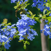 Plumbago auriculata Niebieski krzew Ołownik sadzonki 