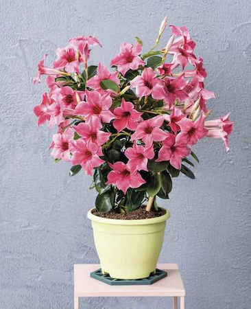 Mandevilla Sundaville Flamingo Pink (Dipladenia) Sandevilla