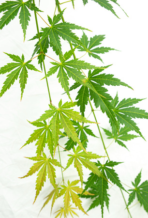 Klon palmowy Acer palmatum Cascade Emerald