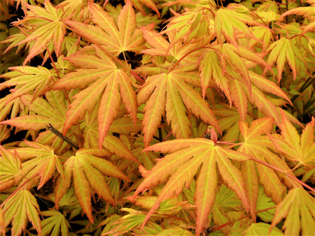 Klon palmowy Acer palmatum 'Orange Dream'