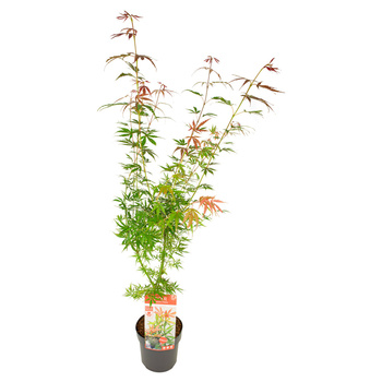 Klon palmowy Acer palmatum 'Jerre Schwartz'