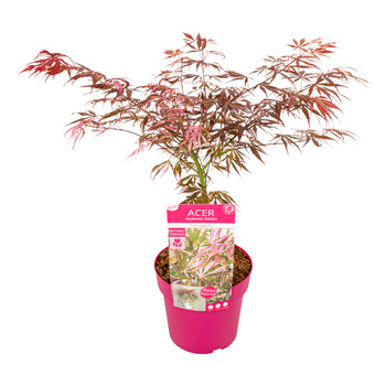 Klon palmowy Acer palmatum Extravaganza