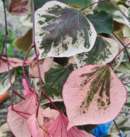 Judaszowiec kanadyjski (Cercis canadensis) odmiana 'CAROLINA SWEETHEART'