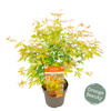 Klon palmowy Acer palmatum "Orange Lace"