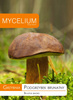 Grzybnia PODGRZYBEK BRUNATNY 10g
