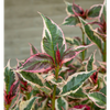 Hortensja Hydrangea 'Euphorbia Pink'