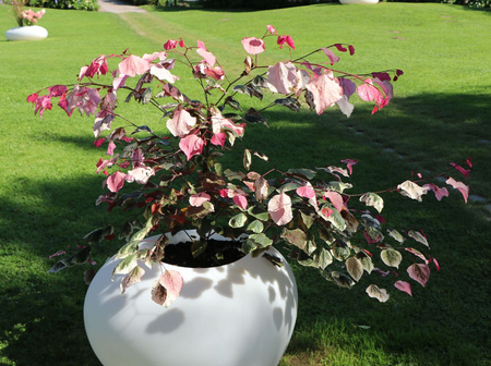 Judaszowiec kanadyjski (Cercis canadensis) odmiana 'CAROLINA SWEETHEART'
