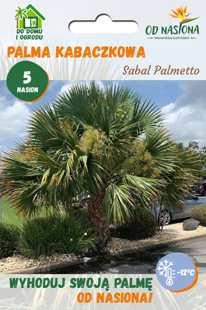 Palma Kabaczkowa (Sabal Palmetto) 5 nasion