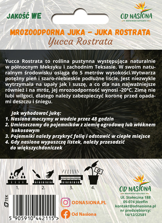 Juka Rostrata (Yucca Rostrata) 5 nasion