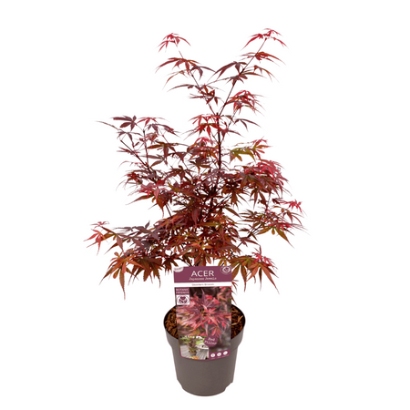 Klon palmowy Acer palmatum 'Skeeters Broom'