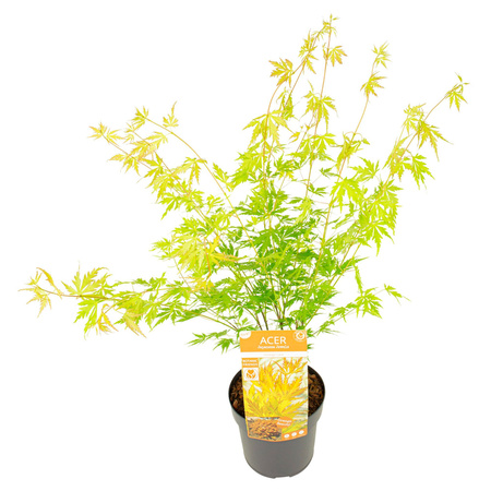 Klon palmowy Acer palmatum "Orange Lace"