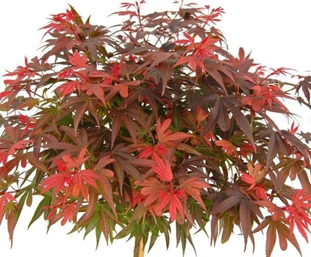 Klon palmowy Acer palmatum 'Shaina'