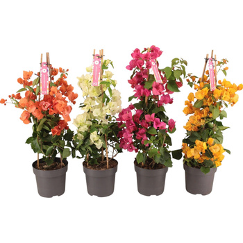 Bougainvillea