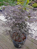 Klon palmowy Acer palmatum 'Sumi-nagashi'