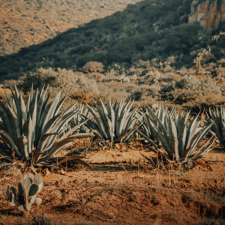 Agawa (Agave Ovatifolia) 5 szt nasion