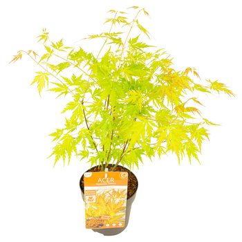 Klon palmowy Acer palmatum "Orange Lace"