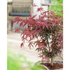 Klon palmowy Acer palmatum Starfish