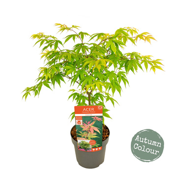 Klon palmowy Acer palmatum 'Osakazuki'