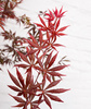 Klon palmowy Acer palmatum 'Trompenburg'