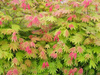 Klon palmowy Acer shirasawanum 'Moonrise'