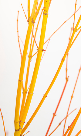 Acer palmatum ‘Bi hoo’