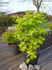 Klon palmowy Acer shirasawanum "Jordan yellow"