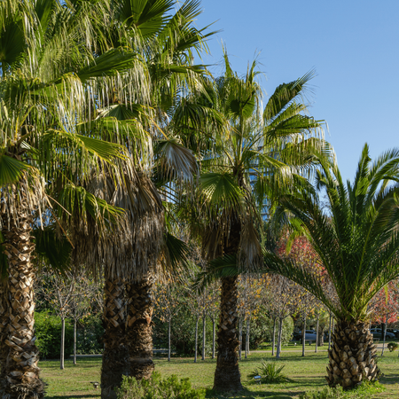 Palma Meksykańska (Washingtonia Robusta) 5 nasion