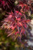 Klon palmowy Acer palmatum 'Skeeters Broom'