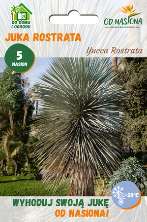 Juka Rostrata  (Yucca Rostrata) 5 nasion