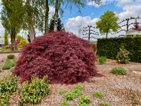 Klon palmowy Acer palmatum 'Garnet'