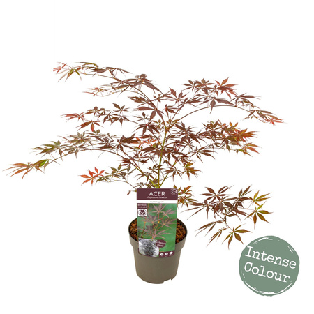 Klon palmowy Acer palmatum 'Sumi-nagashi'