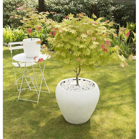 Klon palmowy Acer shirasawanum Moonrise