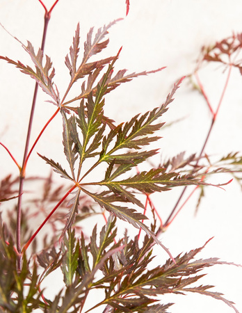 Klon palmowy Acer palmatum 'Garnet'