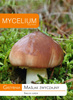 Grzybnia MAŚLAK ZWYCZAJNY 10g