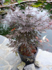 Klon palmowy Acer palmatum 'Sumi-nagashi'