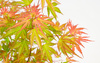 Acer palmatum 'Wilson's Pink Dwarf'