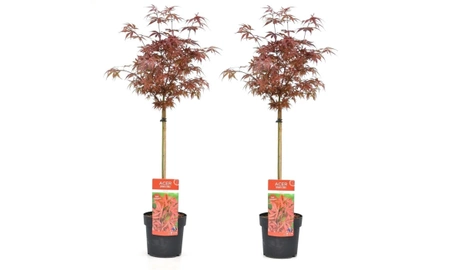 Klon palmowy Acer palmatum 'Shaina'
