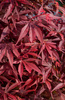Klon palmowy Acer palmatum 'Shaina'