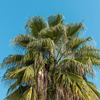 Palma Meksykańska (Washingtonia Robusta) 5 nasion 