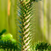 Araukaria chilijska (małpie drzewo) Araucaria araucana