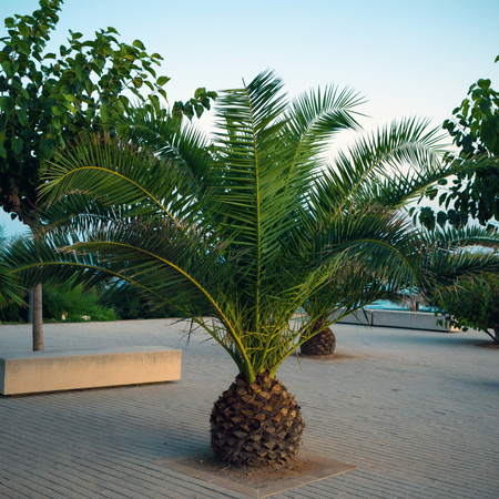 Palma Królewska Daktylowiec Kanaryjski (Phoenix Canariensis) 5 nasion