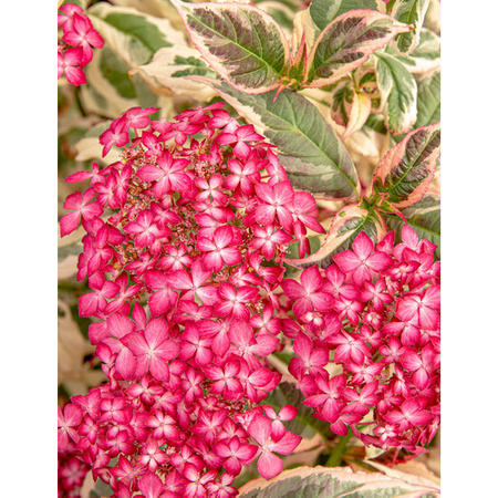 Hortensja Hydrangea 'Euphorbia Pink'