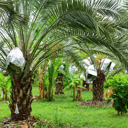 Daktylowiec właściwy (Phoenix Dactylifera) nasiona 5 szt