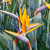 Strelicja królewska (Strelitzia Reginae) 5 nasion