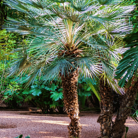 Palma Karłatka (Chamaerops Humilis) 5 szt nasion