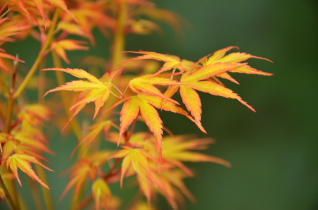 Klon palmowy Acer palmatum 'Katsura'
