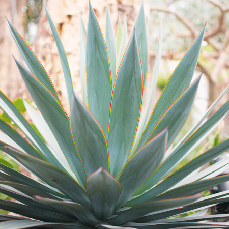 Agawa (Agave Ovatifolia) 5 szt nasion