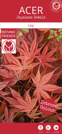 Klon palmowy Acer palmatum 'Livy'
