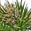 Palma Kordylina Australijska (Cordyline Australis) 10 szt nasion