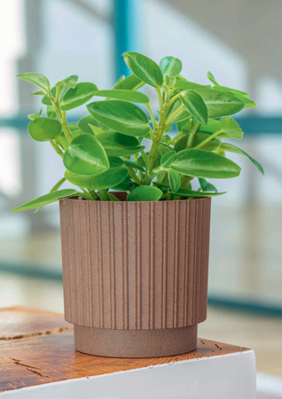 5365-078 Mika Cyli Petit 26 Eco Wood naturalne drewno